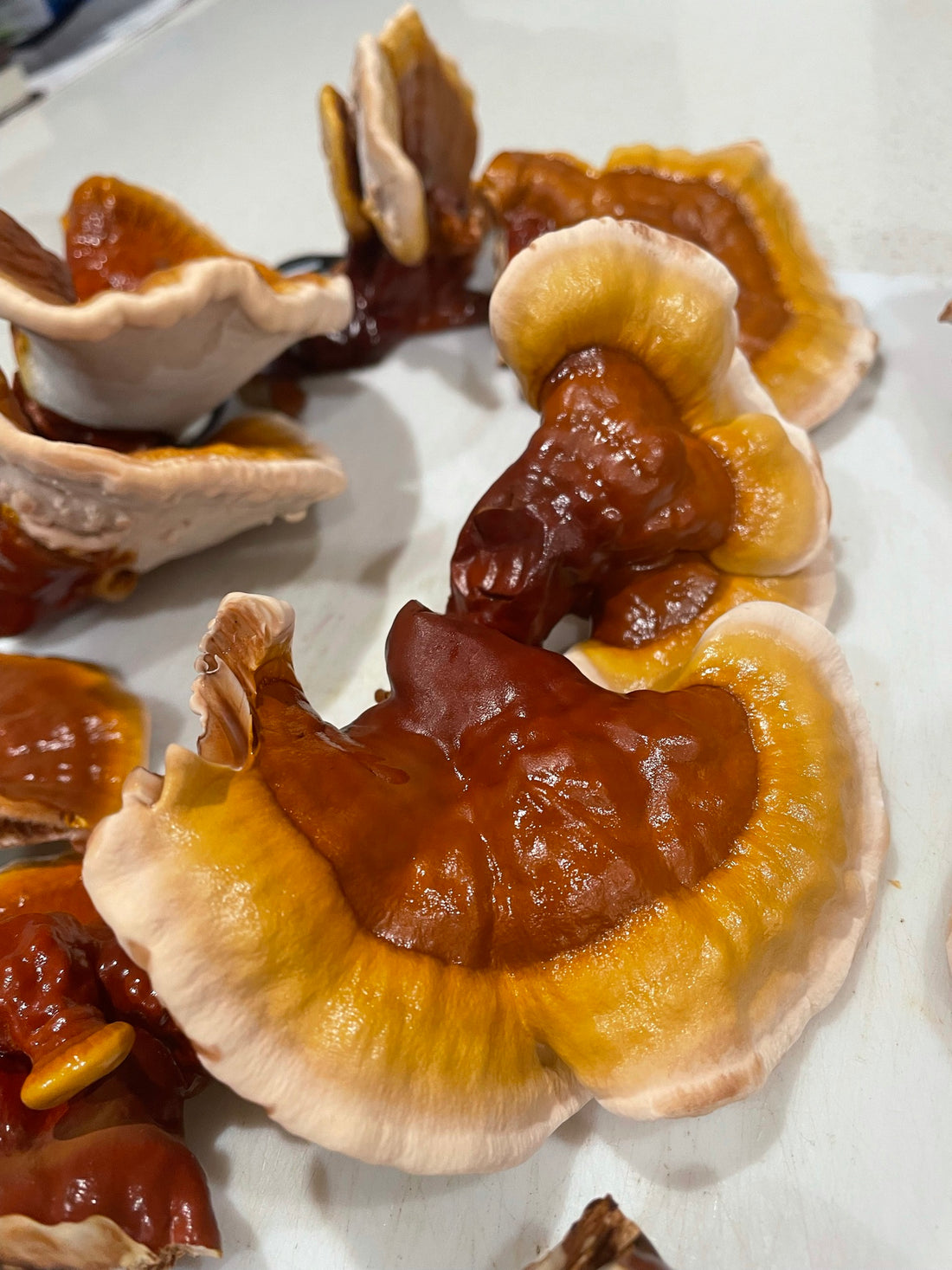 The Ultimate Guide to Reishi 2023; Benefits, History, Side Effects Dosage &, Everything You Need to Know